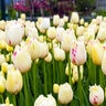 Tulipa Bulb Fringed Carousel Tulip