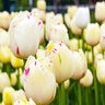 Tulipa Bulb Fringed Carousel Tulip