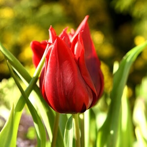 Tulipa Bulb Lily Flowered Lasting Love Tulip 100 Count Bag