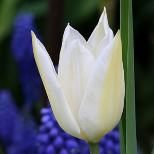 Tulipa Bulb Lily Flowered White Triumphator Tulip