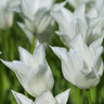 Tulipa Bulb Lily Flowered White Triumphator Tulip