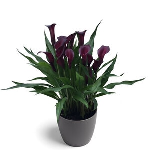 Zantedeschia Bulb Night Club Calla Lily 14/16 25 Count Bag