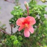 Pelargonium Crispum Scented-Leaved Geranium
