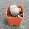 Lithops Species Living Stones