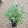 Lavandula Stoechas Madrid Purple Spanish Lavender