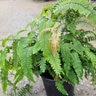 Adiantum hispidulum Rosy Maid Rough Maidenhair Fern