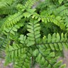 Adiantum hispidulum Rosy Maid Rough Maidenhair Fern