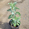 Salvia Apiana Compacta White Sage
