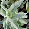 Salvia Apiana Compacta White Sage