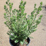 Westringia Fruticosa Grey Box Coast Rosemary