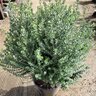 Westringia Fruticosa Grey Box Coast Rosemary