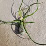 Tillandsia Cacticola Bright Green Air Plant