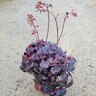 Heuchera X Dark Magic Coral Bells