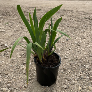 Iris germanica Renown Bearded Iris 1 gal. Container