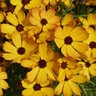 Coreopsis X PermaThread Butter Rum Tickseed