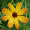 Coreopsis X PermaThread Butter Rum Tickseed