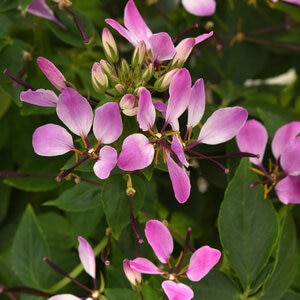 Cleome x Lavender Dreams Spider Flower 1 gal. Container