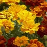 Tagetes Patula Safari Mixture French Marigold