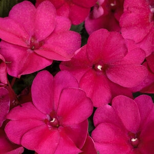 Impatiens X Hybrida SunPatiens Compact Royal Magenta New Guinea Impatiens