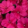Impatiens X Hybrida SunPatiens Compact Royal Magenta New Guinea Impatiens