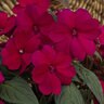 Impatiens X Hybrida SunPatiens Compact Royal Magenta New Guinea Impatiens