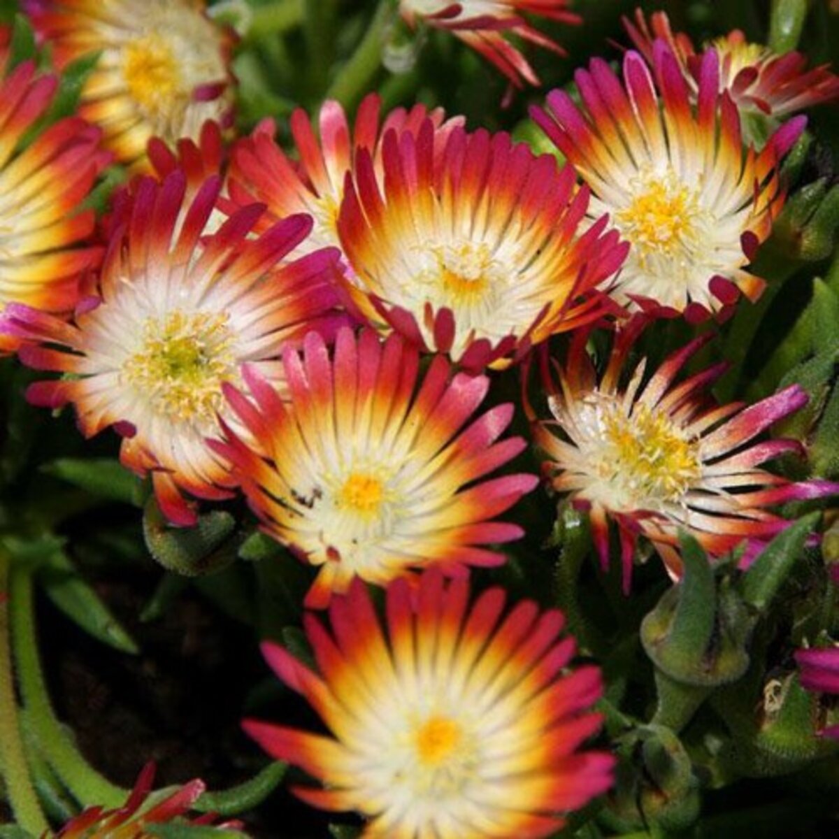 Delosperma X Jewel of Desert Ruby Ice Plant | SiteOne US