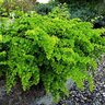 Adiantum Capillus-Veneris Maidenhair Fern