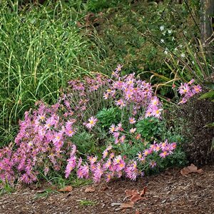 Chrysanthemum X Hybrida Clara Curtis Hardy Garden Mum