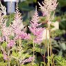 Astilbe X Arendsii Elizabeth Bloom Astilbe