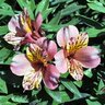 Alstroemeria X Tall Pink Peruvian Lily