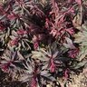 Euphorbia Amygdaloides Purpurea Wood Spurge