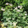 Filipendula Purpurea Meadowsweet