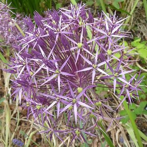 Allium christophii Ornamental Onion 1 gal. Container