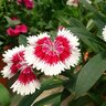 Dianthus Chinensis Diana China Pinks