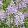 Camassia Cusickii Cusicks Camass