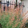 Agastache Aurantiaca Coronado Hyssop