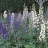 Delphinium Elatum Guardian Mixture Candle Larkspur