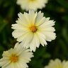 Coreopsis X UpTick Cream Tickseed