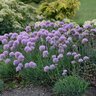 Allium Senescens Blue Eddy German Garlic