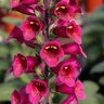 Digitalis X Foxlight Plum Gold Foxglove