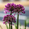 Allium Windy City Ornamental Onion