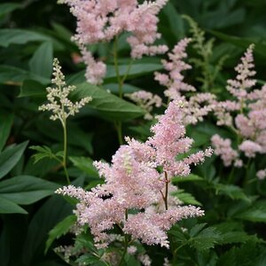 Astilbe x japonica Europa Astilbe 1 gal. Container