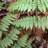 Dryopteris Carthusiana Spinulose Wood Fern