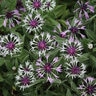Centaurea Montana Amethyst In Snow Bachelor's Button