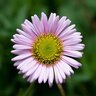 Erigeron Glaucus Sea Breeze Seaside Daisy