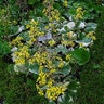 Farfugium Japonicum Argentea Leopard Plant