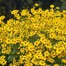 Coreopsis Palustris Summer Sunshine Tickseed