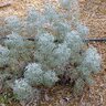 Artemisia Versicolor Seafoam Curlicue Sage
