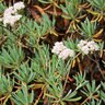 Eriogonum Arborescens Buckwheat