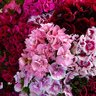 Dianthus Barabatus Midget Mix Dwarf Sweet William